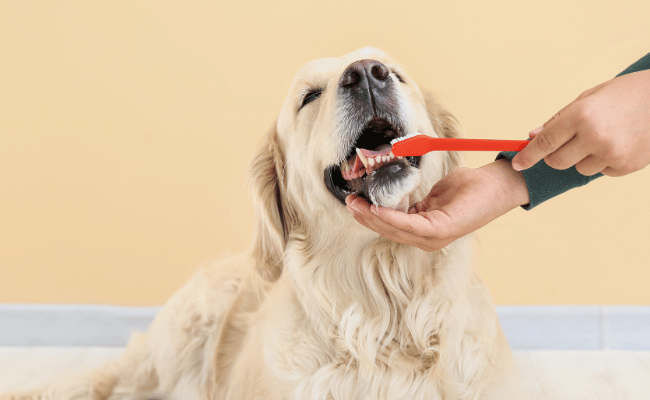 Hund som får tänderna borstade för att motverka tandutdragning