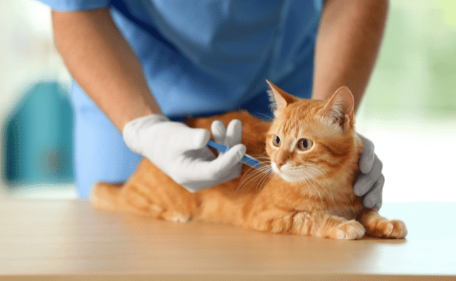 Katt som blir vaccinerad