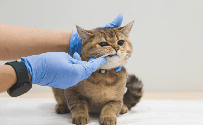 Katt som får tandvård för att motverka tandutdragning