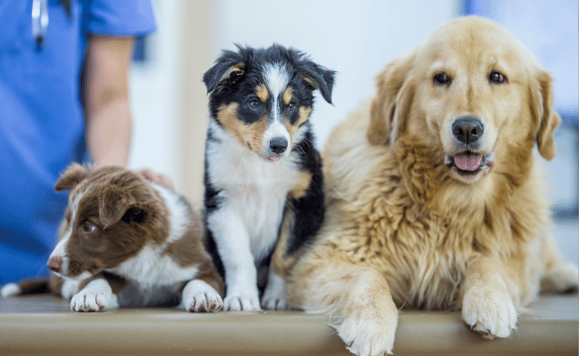 Tre hundar som ska få vaccin